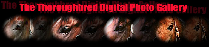 The Thoroughbred Digital Photo Gallery